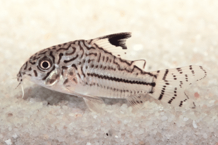 Corydoras julii