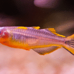 Popondetta furcata "Forktail Rainbow"