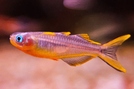 Popondetta furcata "Forktail Rainbow"