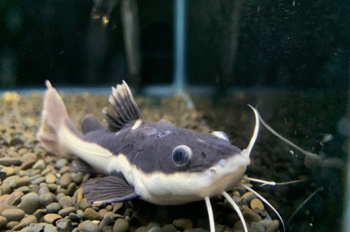 Phractocephalus hemioliopterus "Red Tail Catfish" - Image 2