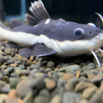 Phractocephalus hemioliopterus "Red Tail Catfish"