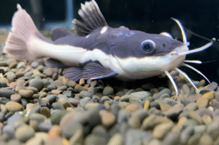 Phractocephalus hemioliopterus "Red Tail Catfish"