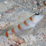 Amblyeleotris rubrimarginata "Redmargin shrimpgoby"