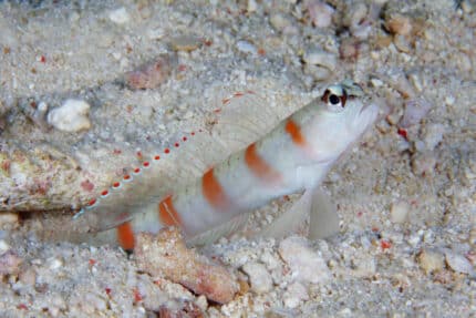 Amblyeleotris rubrimarginata "Redmargin shrimpgoby"