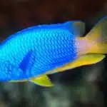 Pomacentrus Coelestis "Yellow-Bellied Damsel"