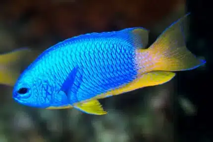Pomacentrus Coelestis "Yellow-Bellied Damsel"