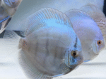Discus Mix - Image 4