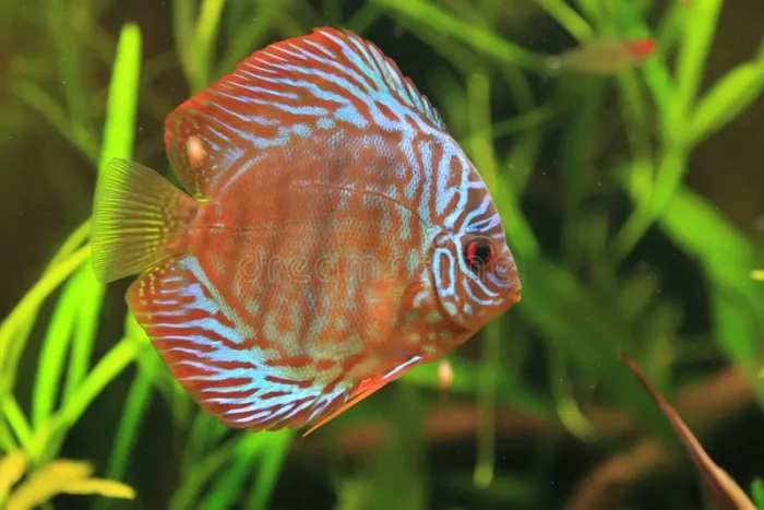 Discus Mix - Image 5