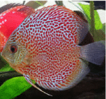 Discus Mix - Image 6