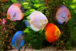 Discus Mix