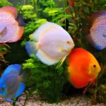 Discus Mix
