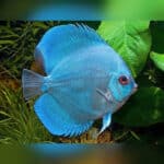 Discus Mix - Image 3