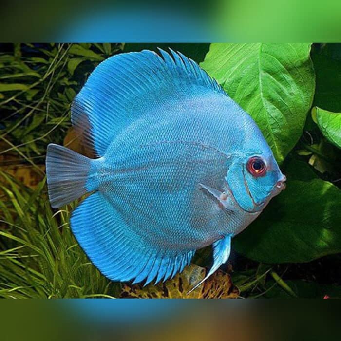Discus Mix - Image 3