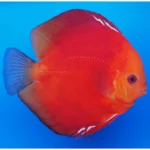 Discus Mix - Image 7