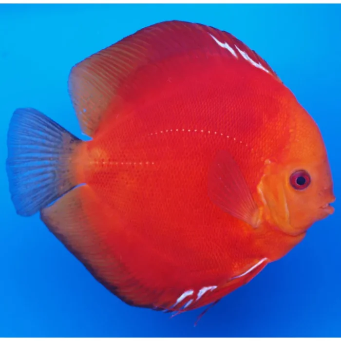 Discus Mix - Image 7