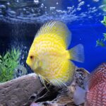 Discus Mix - Image 2