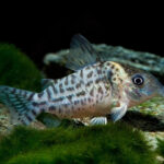 Corydoras Sp. Cw27 "Red Cory" (Коридорас вотрои)