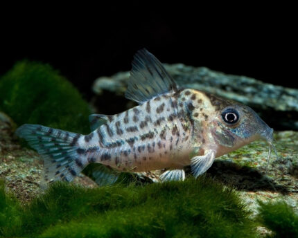 Corydoras Sp. Cw27 "Red Cory" (Коридорас вотрои)