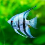 Pterophyllum scalare "Blue Pinoy Angel" (Скалярия Синий Пиной)