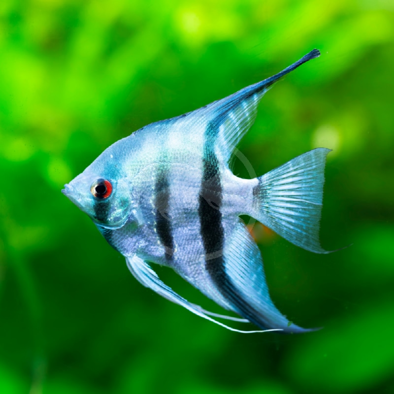 pterophyllum-scalare-blue-pinoy-angel-скалярия-синий-пиной Pterophyllum scalare "Blue Pinoy Angel" (Скалярия Синий Пиной)