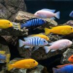 Assorted Pseudotropheus "Pseudotropheus sp." (Цихлиды Мбуна)