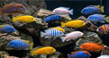 Assorted Pseudotropheus "Pseudotropheus sp." (Цихлиды Мбуна)