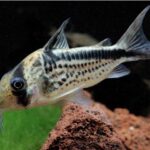 Corydoras Loxozonus "Loxozonus Catfish" (Локсозонусный сом)