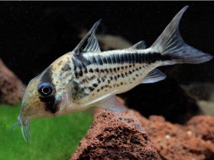 Corydoras Loxozonus "Loxozonus Catfish" (Локсозонусный сом)