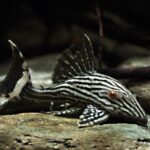 Panaque nigrolineatus L190 "Royal Catfish" (Королевский сом)