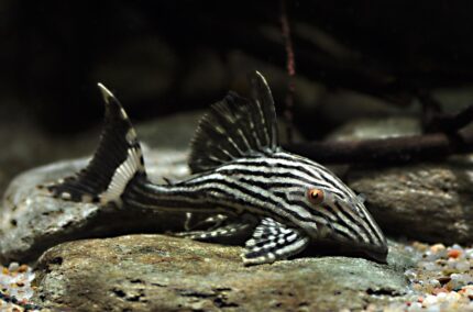 Panaque nigrolineatus L190 "Royal Catfish" (Королевский сом)