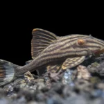 Panaque nigrolineatus L191 "Dull Eyed Royal Pleco" (Королевский плеко с тусклыми глазами)