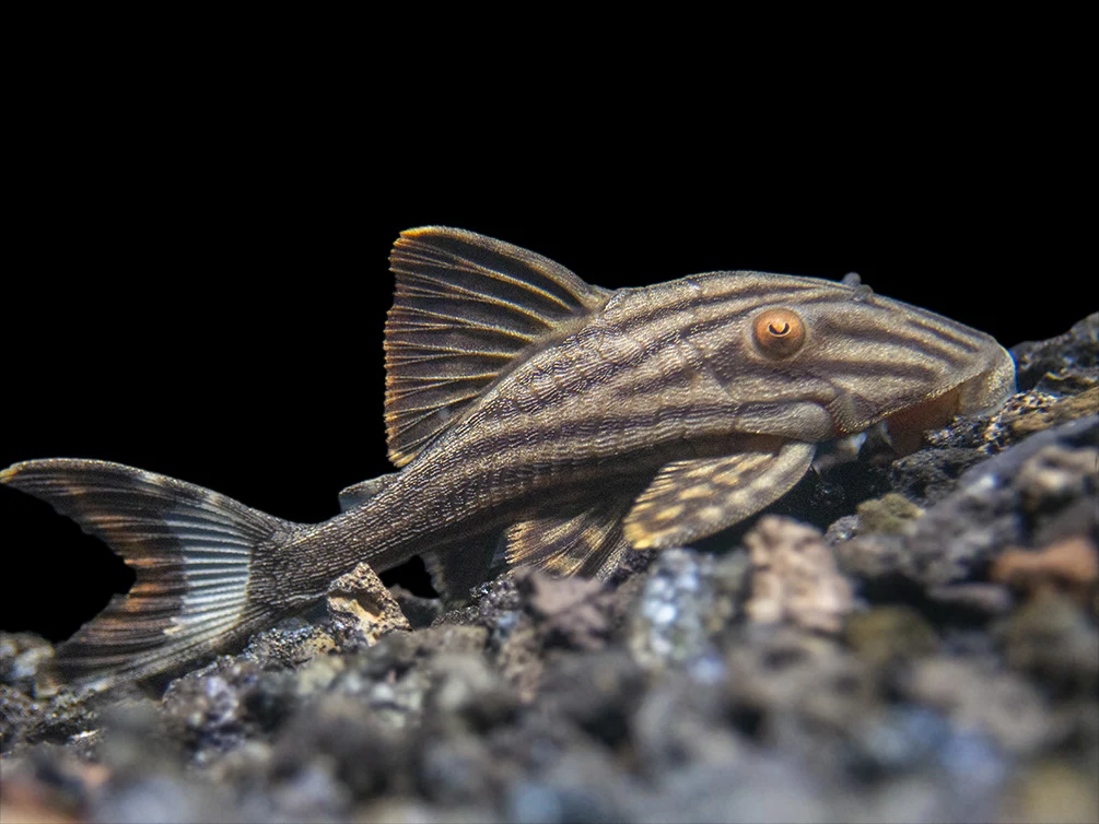 panaque-nigrolineatus-l191-dull-eyed-royal-pleco-королевский-плеко-с-тусклым Panaque nigrolineatus L191 "Dull Eyed Royal Pleco" (Королевский плеко с тусклыми глазами)