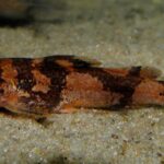 Microglanis poecilus "Dwarf Marbled Catfish" ( Карликовый мраморный сом)