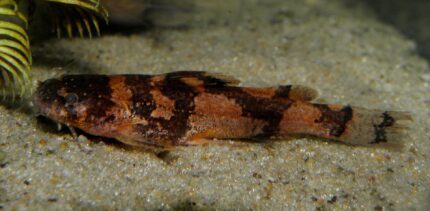 Microglanis poecilus "Dwarf Marbled Catfish" ( Карликовый мраморный сом)