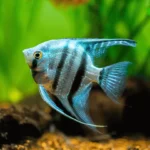 Blue Smoke Chocolate angelfish "Blue Smokey scalare S" (Скалярия Голубой)