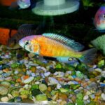 Hippo Point Salmon Cichlid