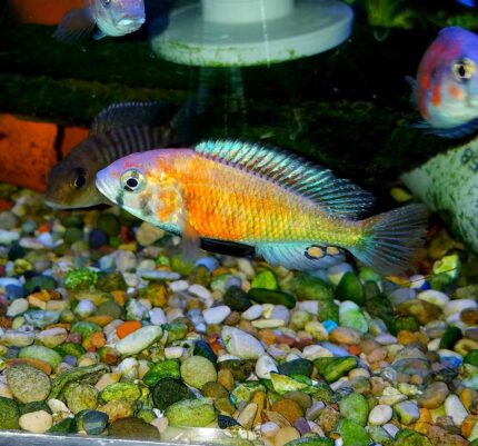 Hippo Point Salmon Cichlid