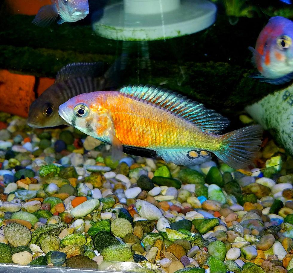 hippo-point-salmon-cichlid Hippo Point Salmon Cichlid
