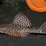 Hypostomus Plecostomus L119 "Guyana Pleco" (Гайана Плеко)