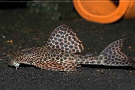 Hypostomus Plecostomus L119 "Guyana Pleco" (Гайана Плеко)