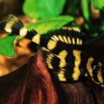 Dekeyseria brachyura L168/052 "Butterfly Pleco" (Хамелеон)