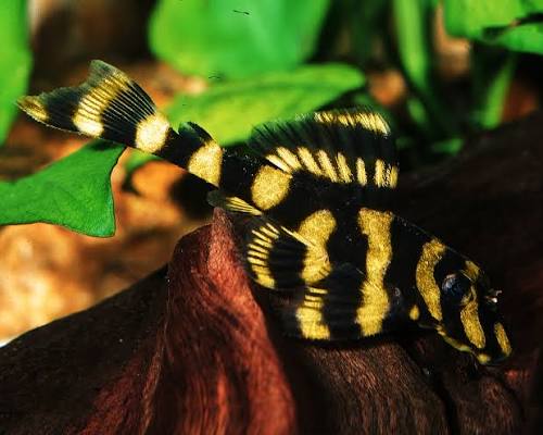 dekeyseria-brachyura-l168-052-butterfly-pleco-хамелеон Dekeyseria brachyura L168/052 "Butterfly Pleco" (Хамелеон)