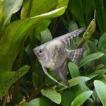 Pterophyllum scalare "Smoke Paraiba Angel" (Ангела Параиба)