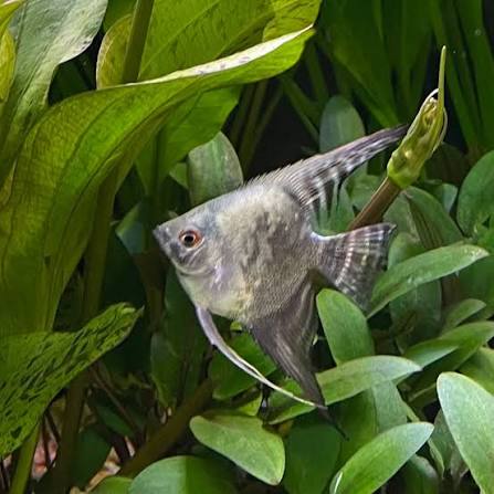 pterophyllum-scalare-smoke-paraiba-angel-ангела-параиба Pterophyllum scalare "Smoke Paraiba Angel" (Ангела Параиба)
