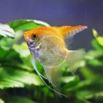 Pterophyllum scalare "Golden angel" (Скалярия Золотая)