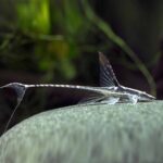 Farlowella Acus "Long-nose Whiptail" (Фарловелла акус)