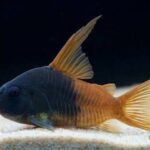 Hoplisoma Concolor Sp. Cw217 "Rio Tomo" (Двуцветный конколор)