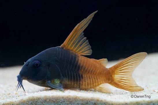 Hoplisoma Concolor Sp. Cw217 "Rio Tomo" (Двуцветный конколор) - Image 1