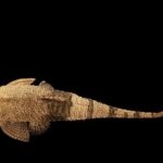 Pseudohemiodon apithanos "Chameleon Loricaria" (Псевдопрозелитизм маловероятен)