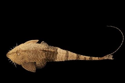 Pseudohemiodon apithanos "Chameleon Loricaria" (Псевдопрозелитизм маловероятен)